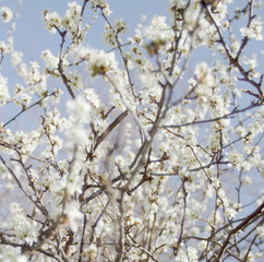 White cherry tree in high key