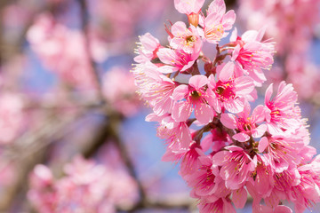 beautiful of cherry blossom with blue sky in Chiang rai, Thailand.