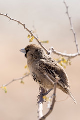 A photo of a sparrow