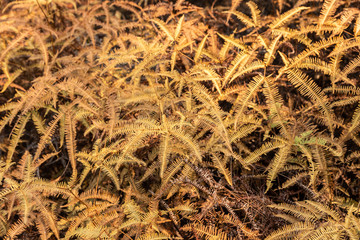 Fern burned by wildfire in tropical rainforest.