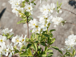 Obraz premium Amelanchier ovalis | Amélanchier à feuilles ovales ou Néflier des collines au feuillage vert mat, revers cotonneux et corymbes de fleurs à pétales blanc étamines jaunes au printemps