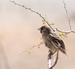 A photo of a sparrow