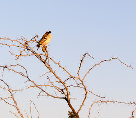 A photo of a sparrow