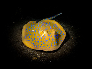 razza © giorgiocavallaro