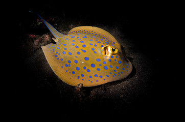 razza  © giorgiocavallaro