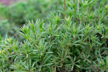 Green grass on thin stems with small leaves and petals. Natural background of natural origin