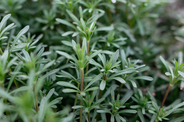 Fototapeta premium Green grass on thin stems with small leaves and petals. Natural background of natural origin