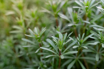 Green grass on thin stems with small leaves and petals. Natural background of natural origin