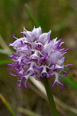 Monkey orchid (Orchis simia), Mt. Olympos, Greece - Affen-Knabenkraut (Orchis simia), Olymp, Griechenland 