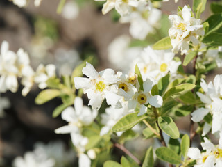 Gros plan sur fleurs et feuilles en corymbes blanches d'amélanchier commun (Amelanchier ovalis) au printemps