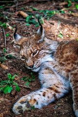 Luchs, Lynx lynx