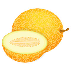 Fresh whole and half melon fruit isolated on white background. Honeydew melon. Summer fruits for healthy lifestyle. Organic fruit. Cartoon style. Vector illustration for any design.