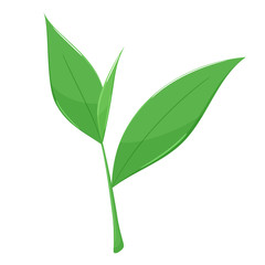 お茶の茶葉のイラスト_紅茶_緑茶