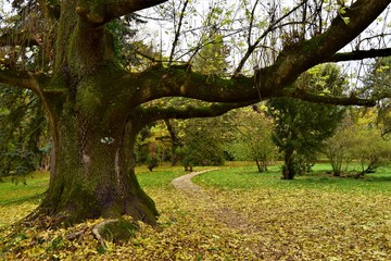 Árbol junto a camino en otoó