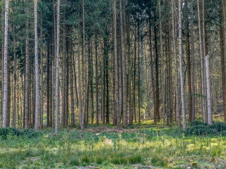 Wiederaufforstung im Mischwald