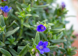Lithodora diffusa, the purple gromwell, syn. Lithospermum diffusa, is a species of flowering plant...