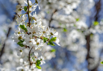 Branch of blooming cherry, spring scene, the awakening of nature, health, nutrition