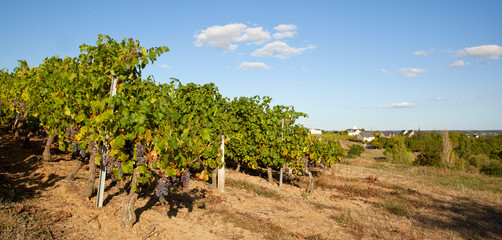 Fototapeta na wymiar Paysage viticole dans une région de France, Anjou.