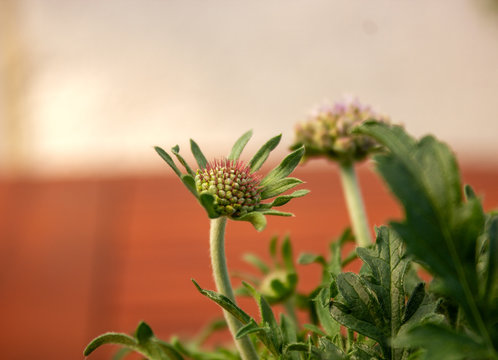 The pigeon scabiose, Latin scabiosa columbaria, is a species of the honeysuckle family