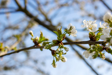 White apple blossom close up out of focus background