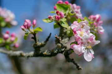 Nahaufnahme von Blüten eines alten Apfelbaumes in der Frühlingssonnen