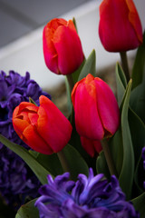 Naklejka premium Protected Pink Flower