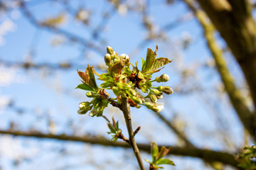 White apple blossom close up out of focus background