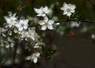 Branch of blooming cherry, spring scene, the awakening of nature, health, nutrition