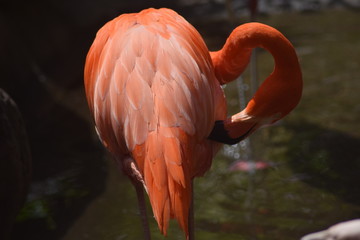 heart flamingo