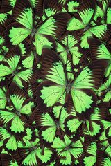 Abstract pattern maden from different colorful butterflies
