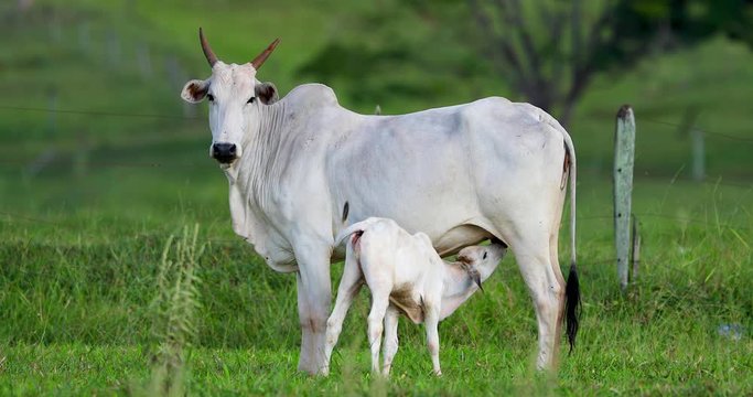 Calf suckling on cow in green pasture