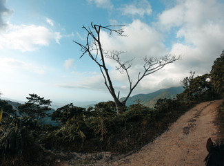 dead tree on the hill