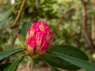 Large bright pink bud on a Rhododendron bush in a garden in spring