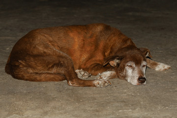 The brown color dog is very old and rest on cement floor in countryside at thailand