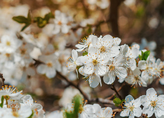 Spring blossoms cherry white flowers for background