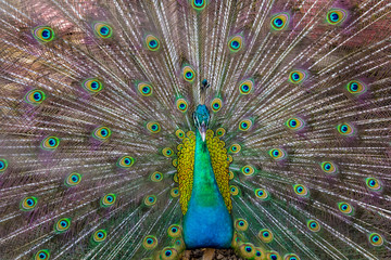 Fototapeta premium The male peacock is showing a beautiful feather. 
