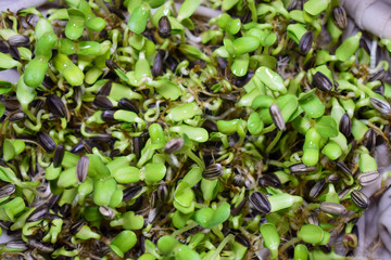 Seedlings of green sunflower in the garden

