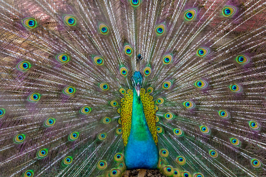 The male peacock is showing a beautiful feather.
