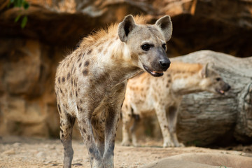 Hyena