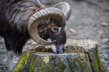 Muffelwild, Ovis orientalis musimon