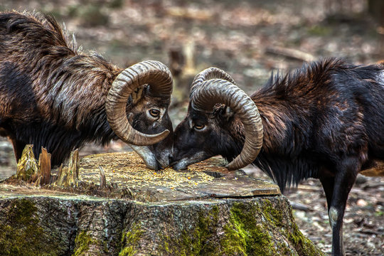 Muffelwild, Ovis Orientalis Musimon