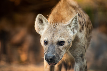Hyena