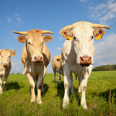 Vache dans les p&acirc;turages en France.