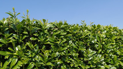 Bright green hedge with clear blue sky