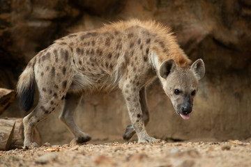 Hyena