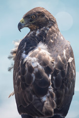 Closeup of Galapagos Hawk (Buteo galapagoensis). Vulnerable and endemic specie living in the Galapagos islands. Puerto Villamil, Isabela Island, Galapagos, Ecuador.