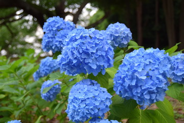紫陽花４