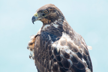 Closeup of Galapagos Hawk (Buteo galapagoensis). Vulnerable and endemic specie living in the Galapagos islands. Puerto Villamil, Isabela Island, Galapagos, Ecuador.