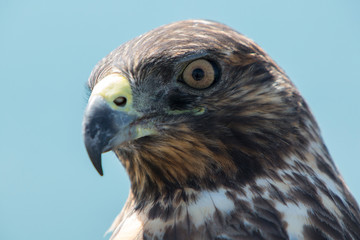 Closeup of Galapagos Hawk (Buteo galapagoensis). Vulnerable and endemic specie living in the Galapagos islands. Puerto Villamil, Isabela Island, Galapagos, Ecuador.