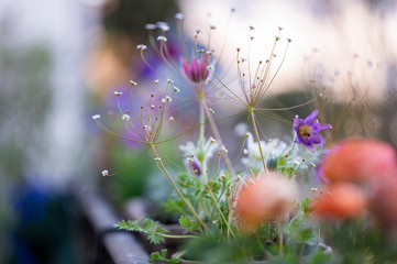Frühlingsblumen
